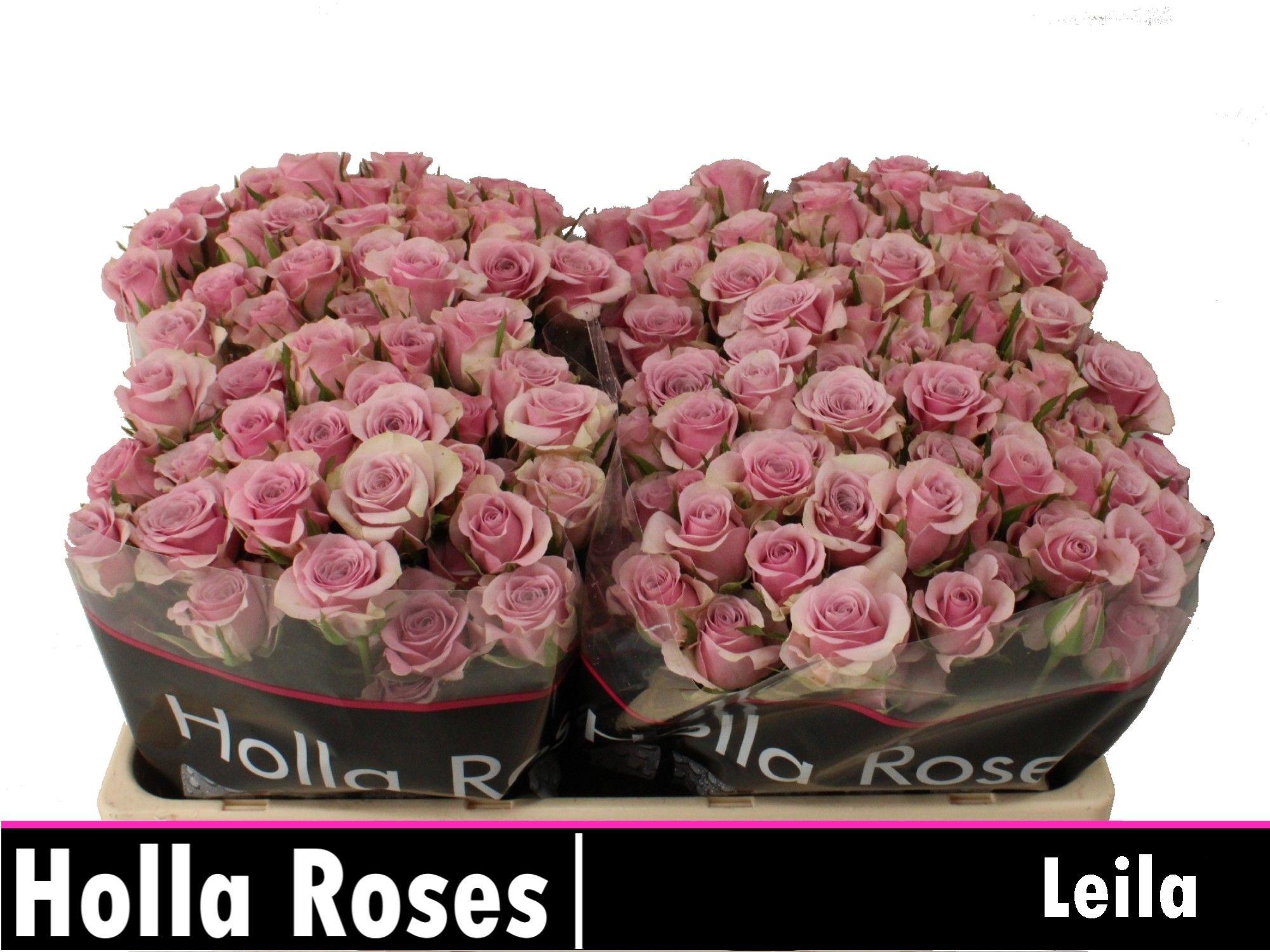 Rosa Spr Leila 50cm