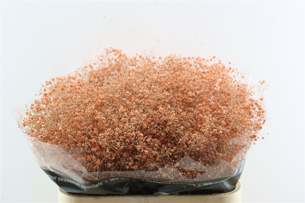 Gyps Grof Salmon (dip)