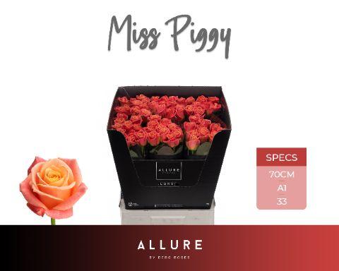 Rosa Miss Piggy 70cm