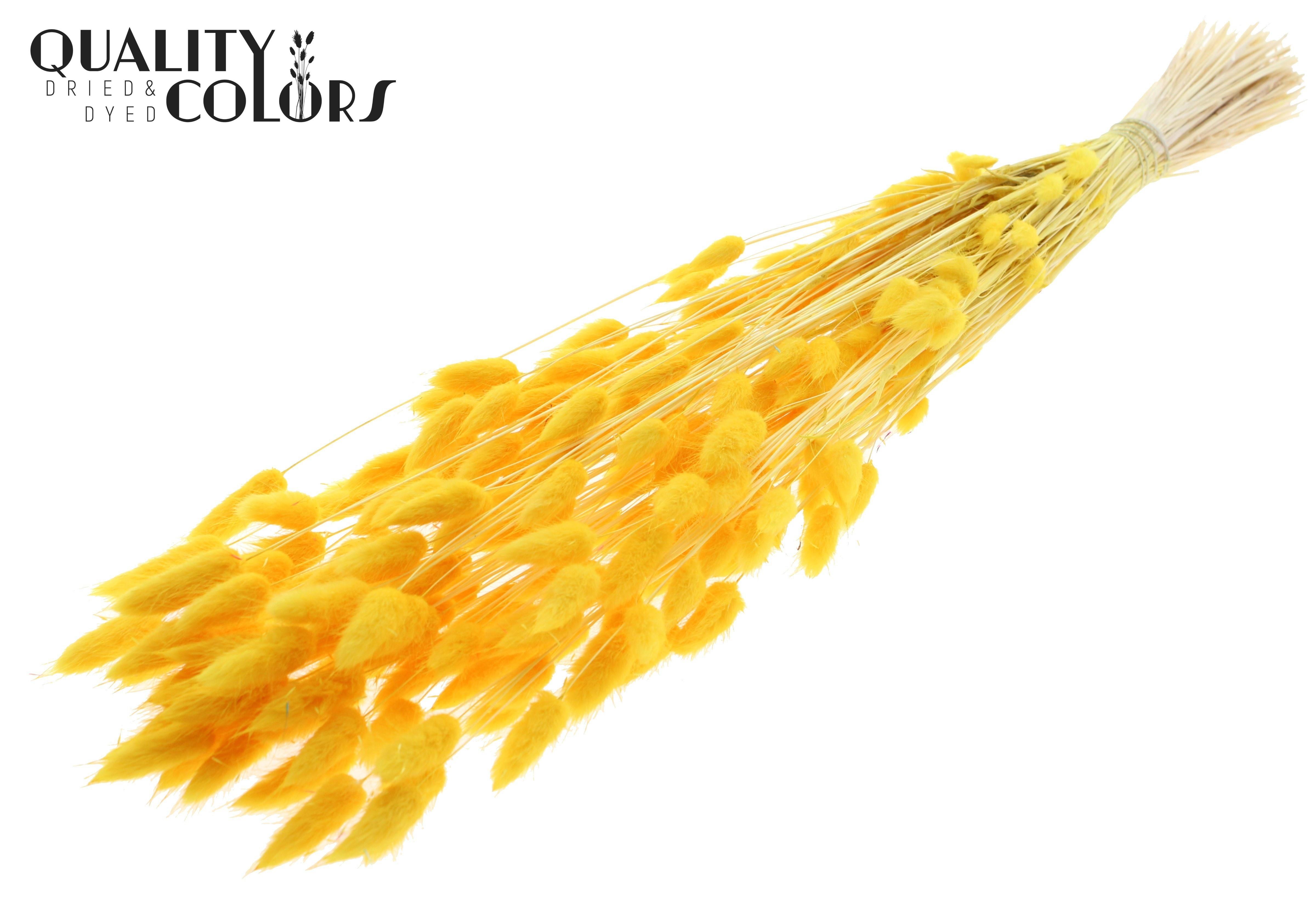 Lagurus Intense Yellow Per Bunch 70cm