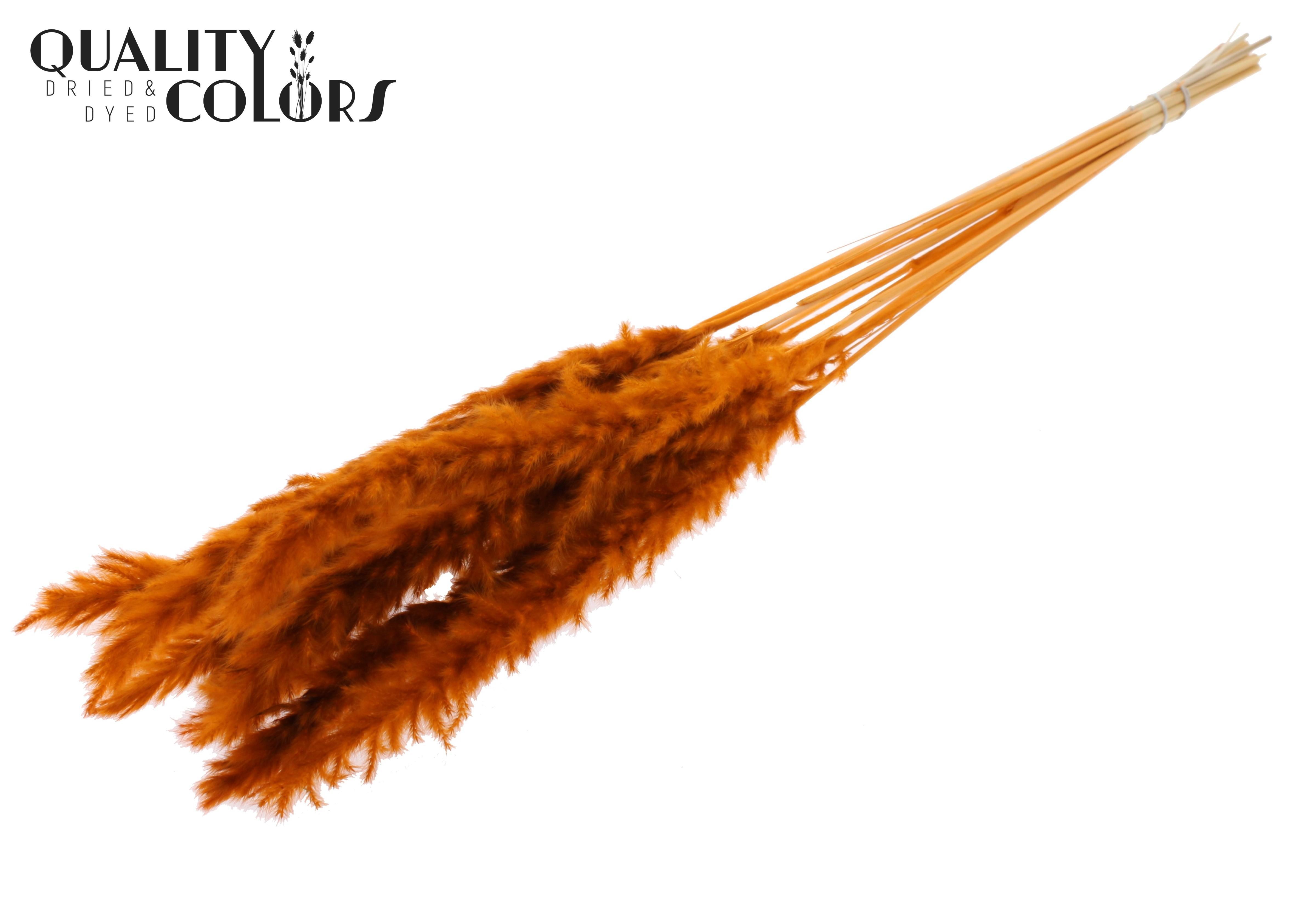 Fluffy Pampas Terracotta Per Bunch 70cm