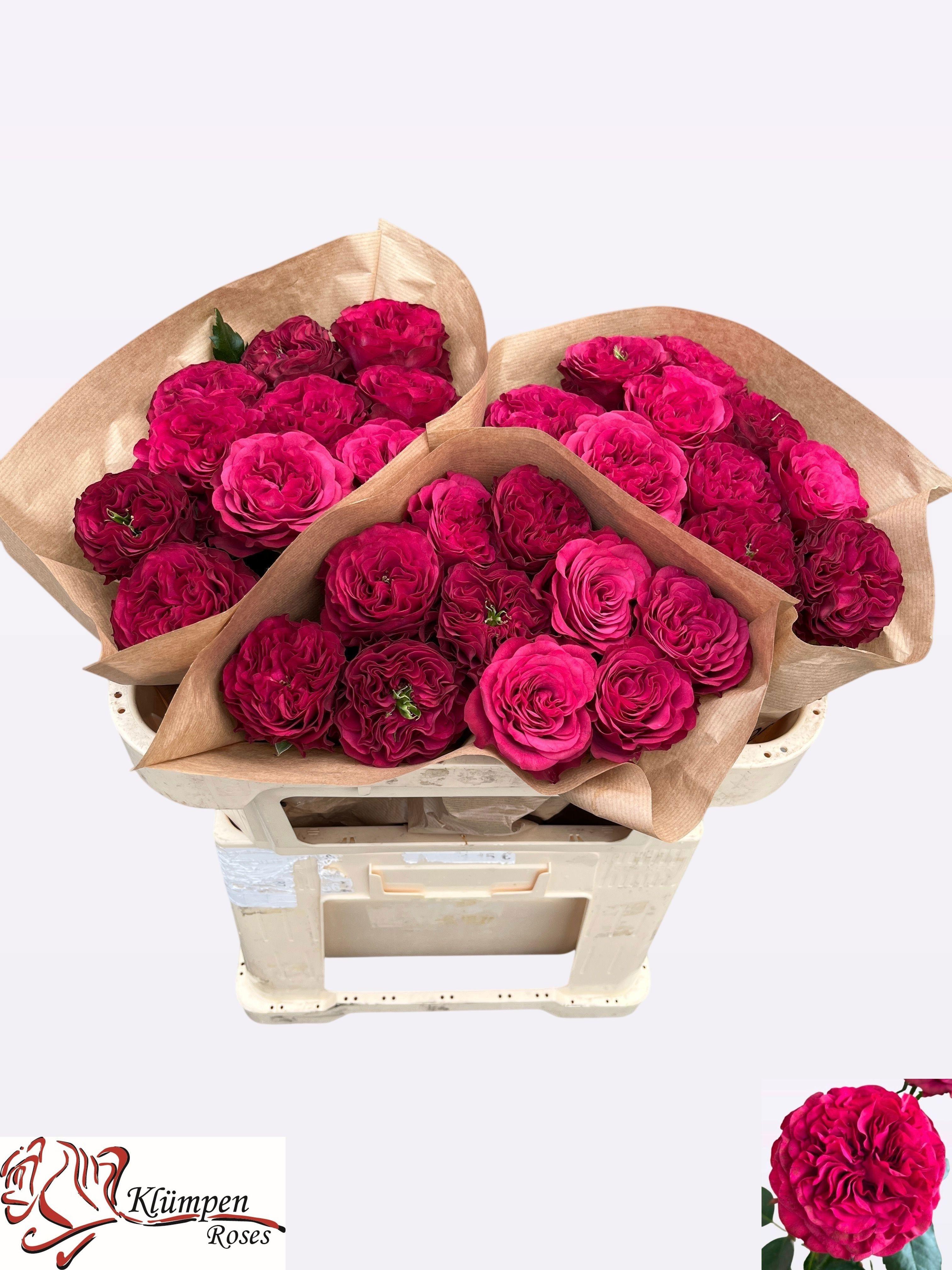 Rosa Cherry Velvet 60cm
