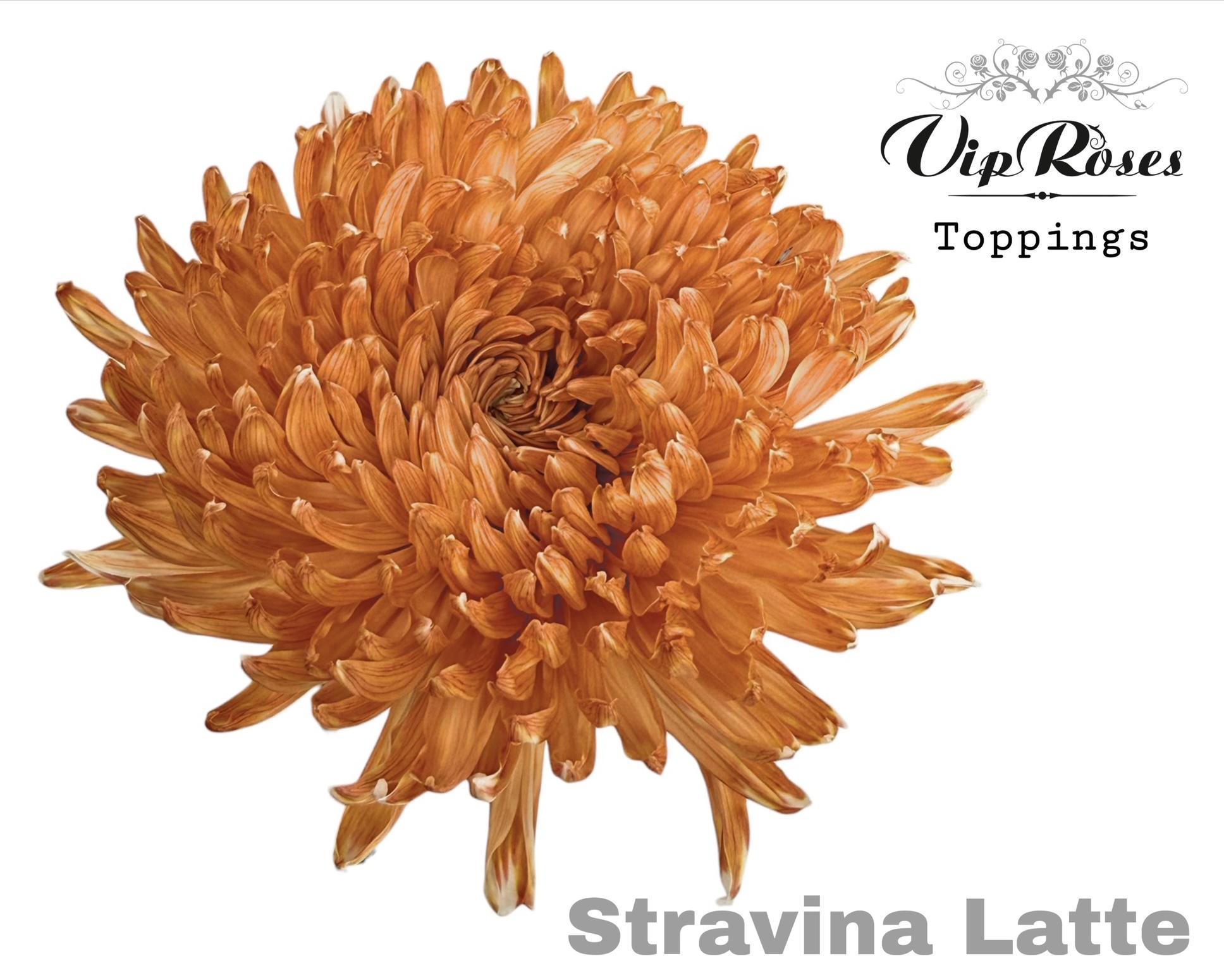 Chr G Stravina Latte 65 cm