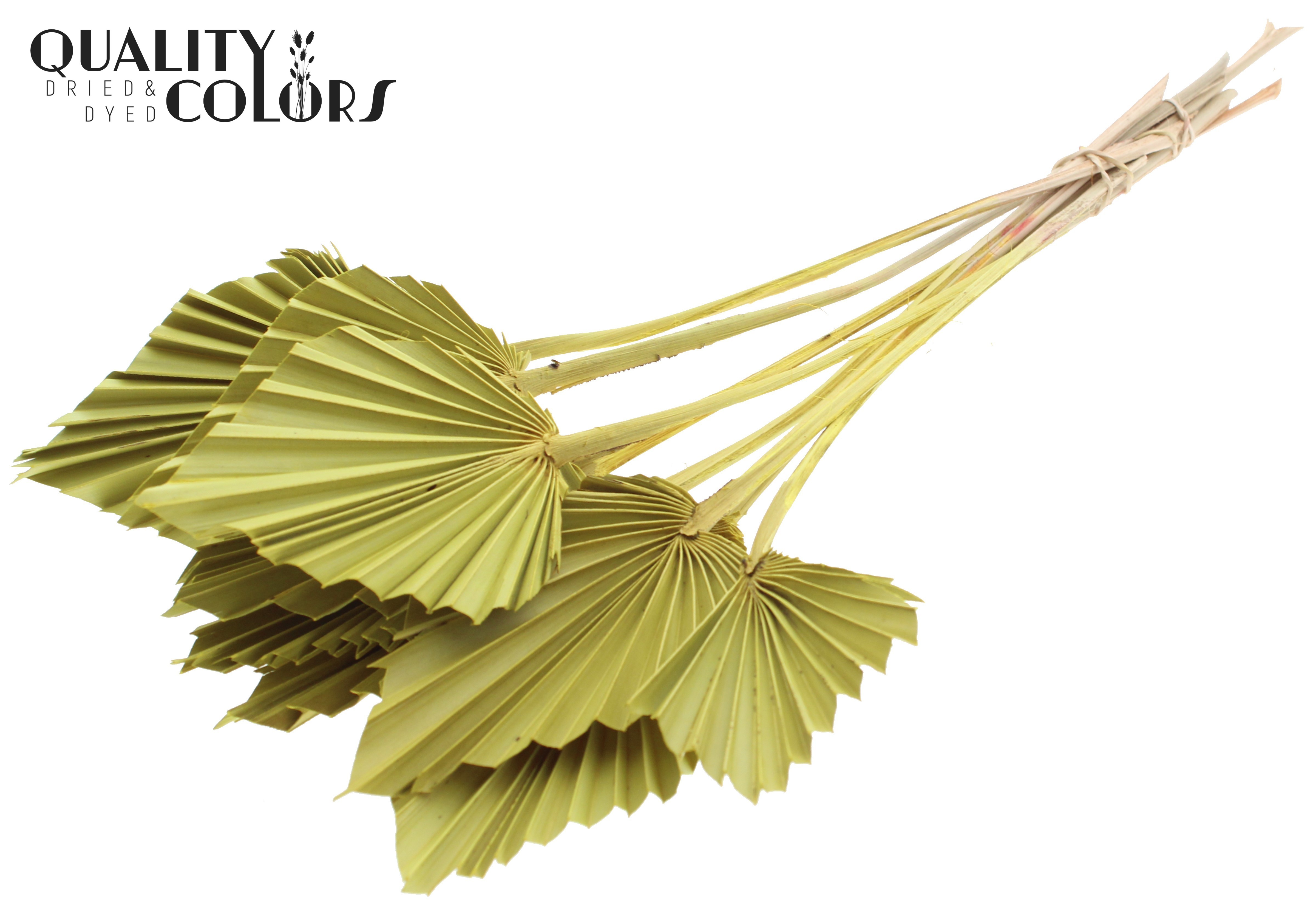 Palm Spear Yellow 50cm