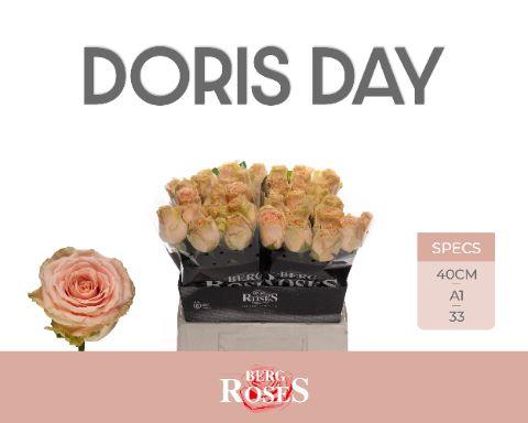 Rosa Doris Day 40cm