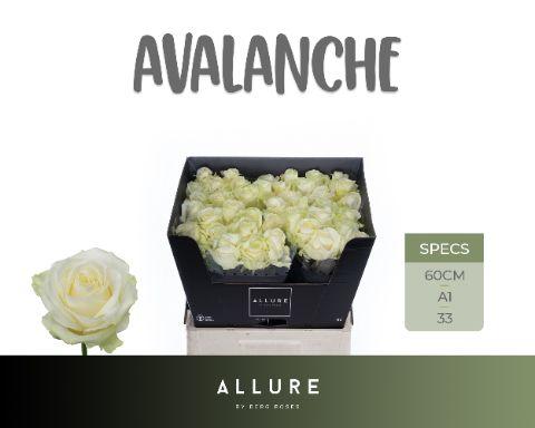 Rosa Avalanche 60cm