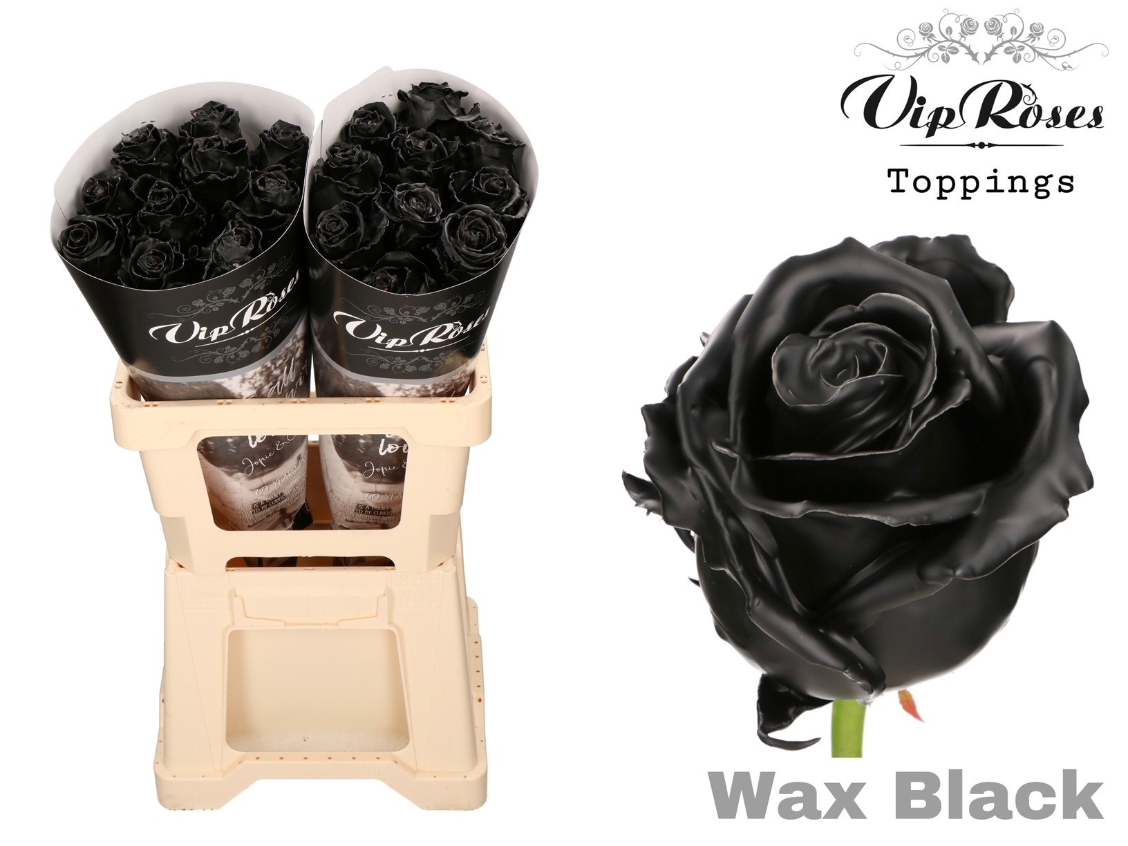 Rosa Waxed 70cm