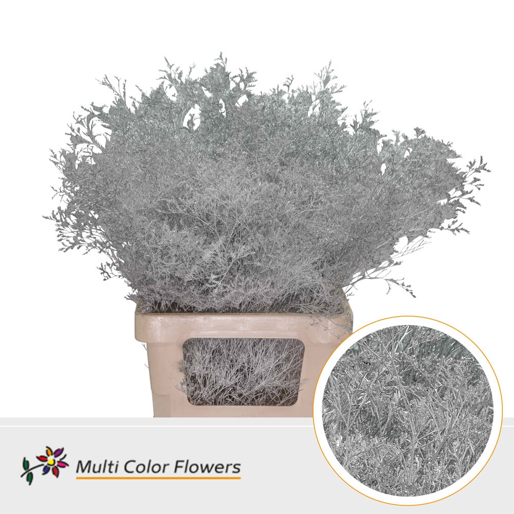 Limonium Beltlaard Zilver