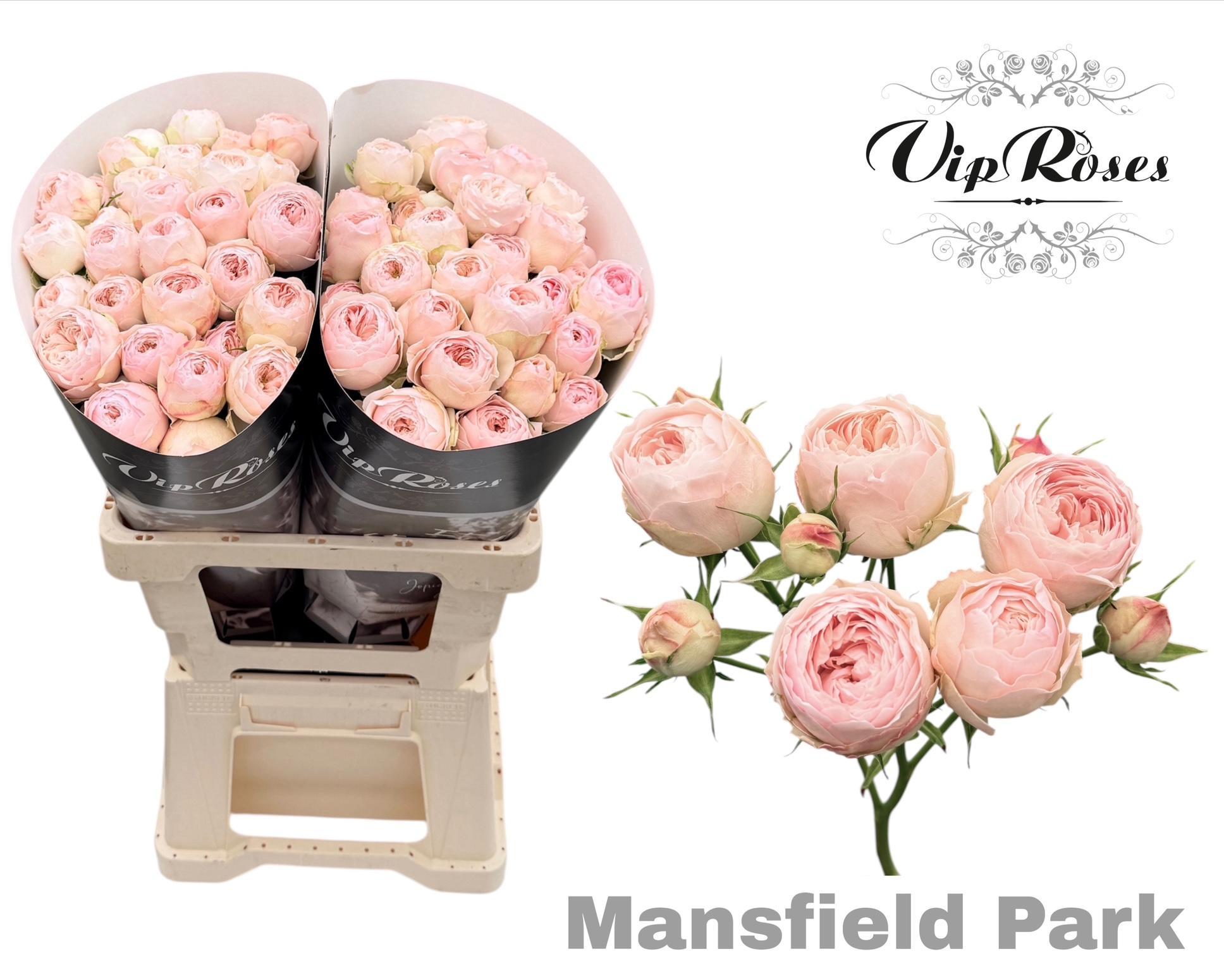 R Tr Mansfield Park 60 cm