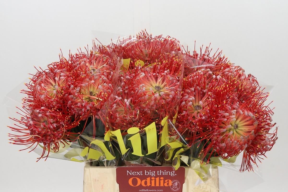 Nutans Ayoba Fireworx Red