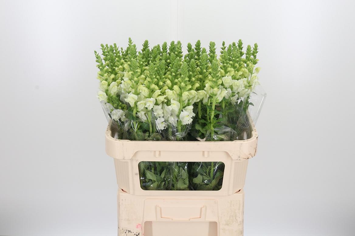 Antir Poto Ivory White