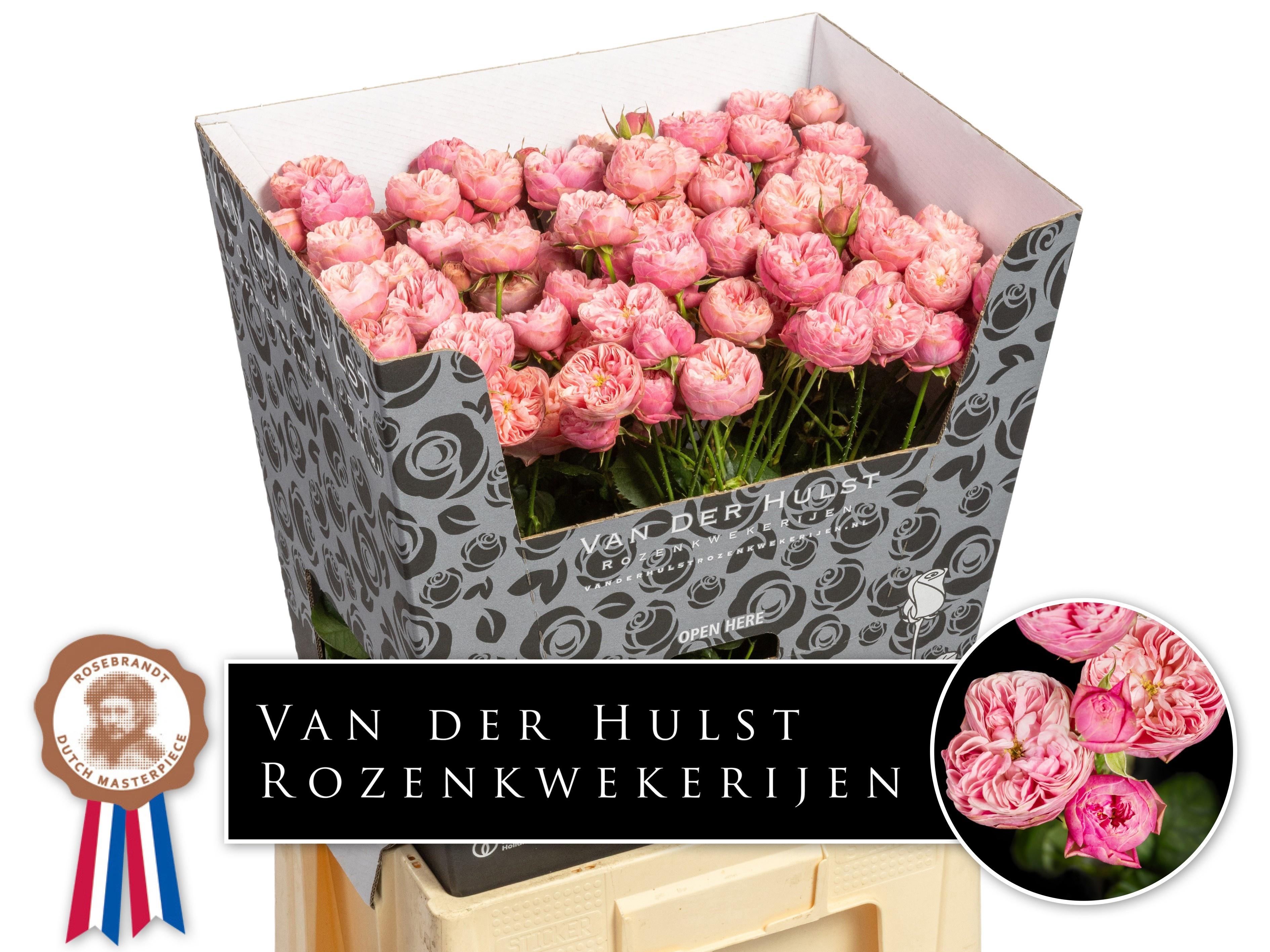 Rosa Spr Royal Blu Charm 70cm