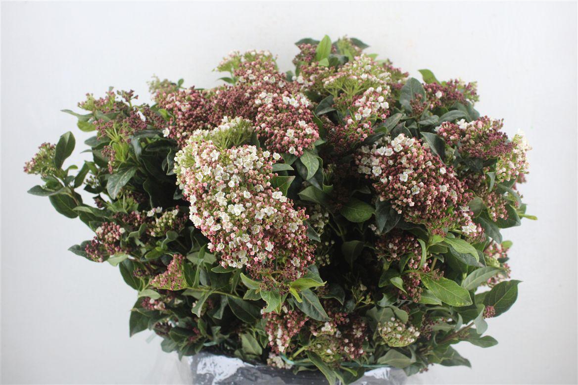 Viburnum Blooming Valery P Bunch