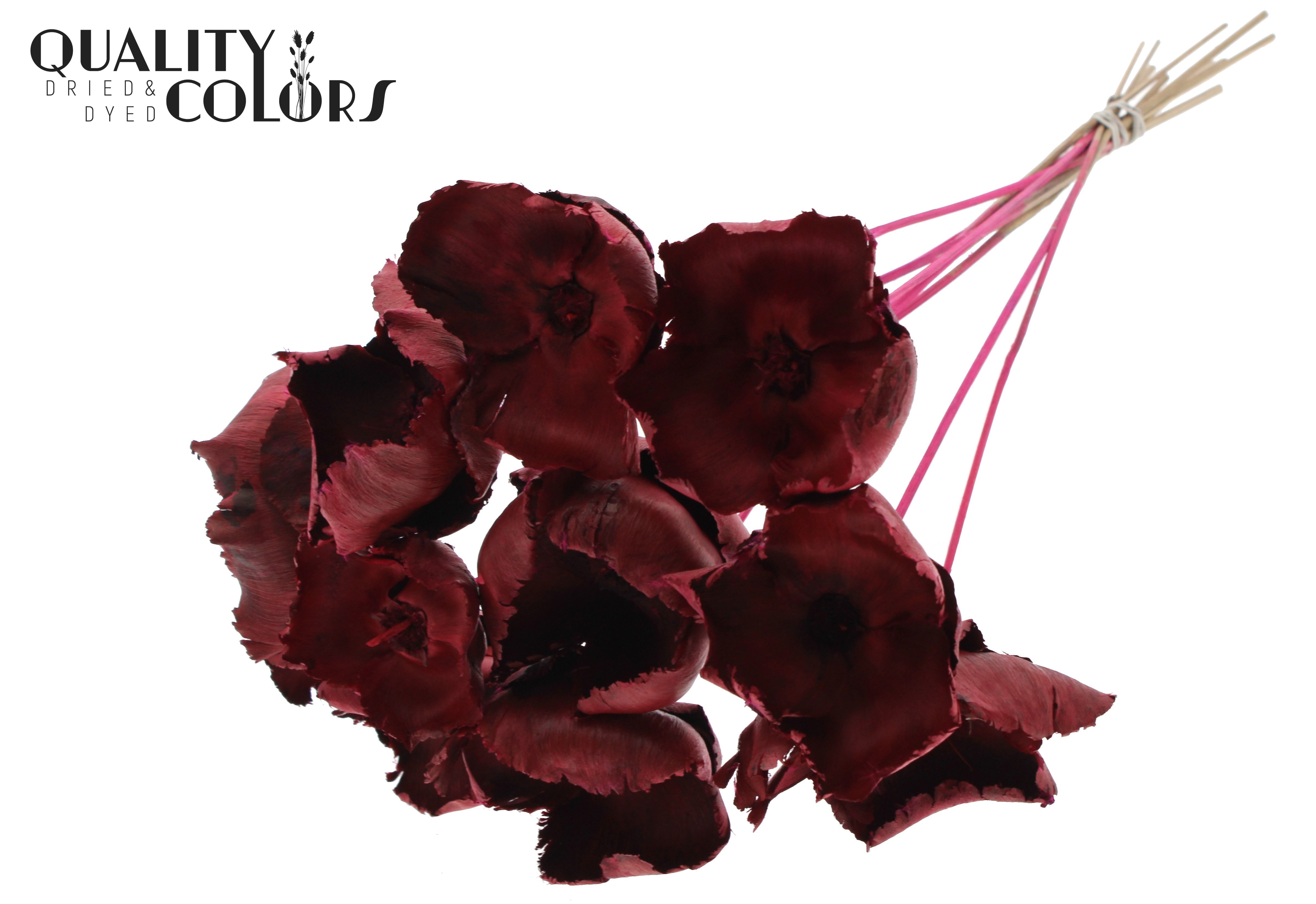 Palm Cup Cerise 50cm