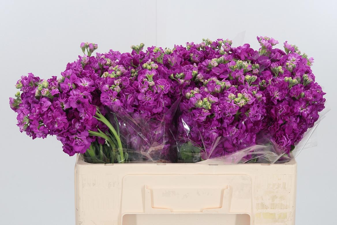 Matthiola Incana Cerise