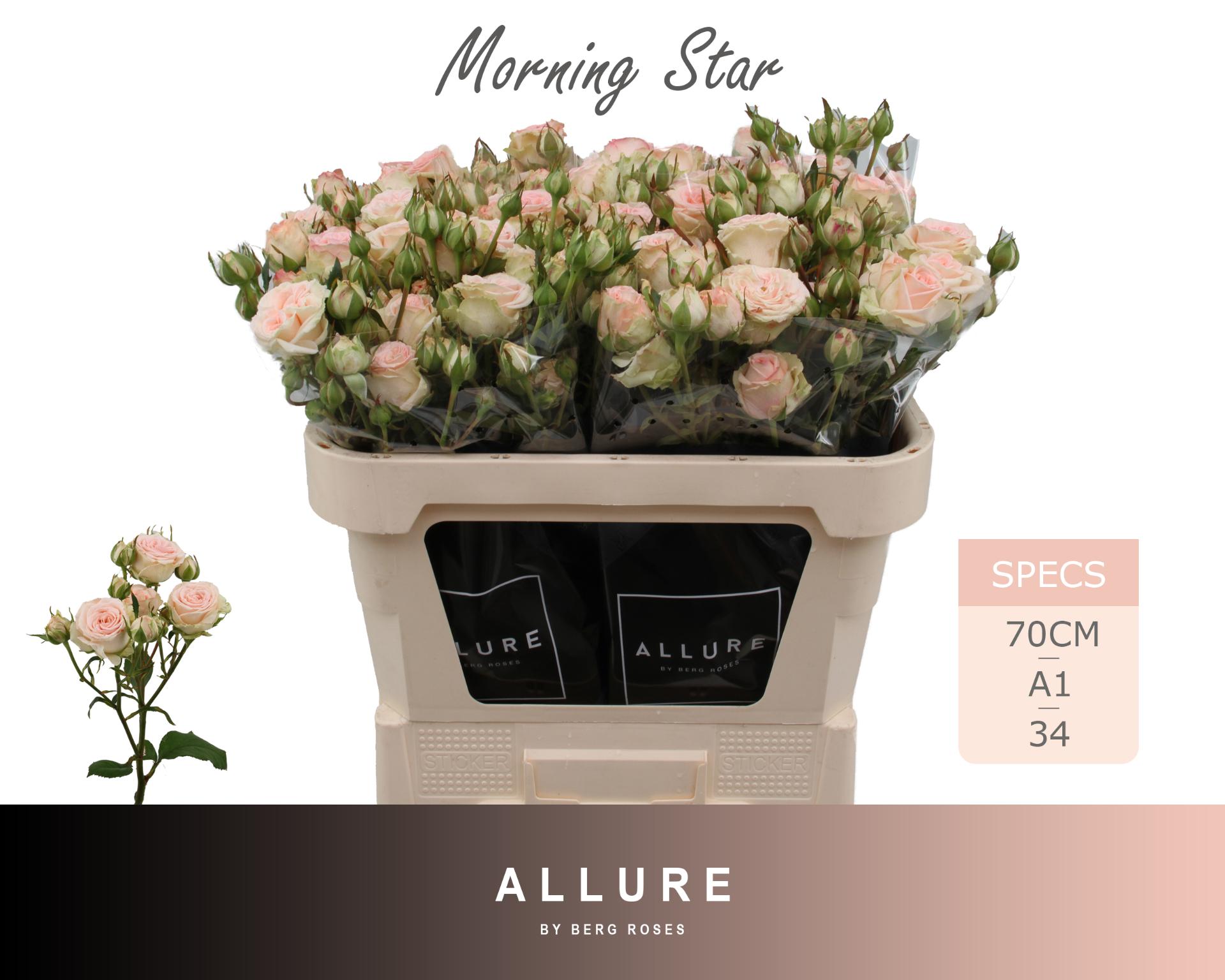 Rosa Spr Morning Star 70cm