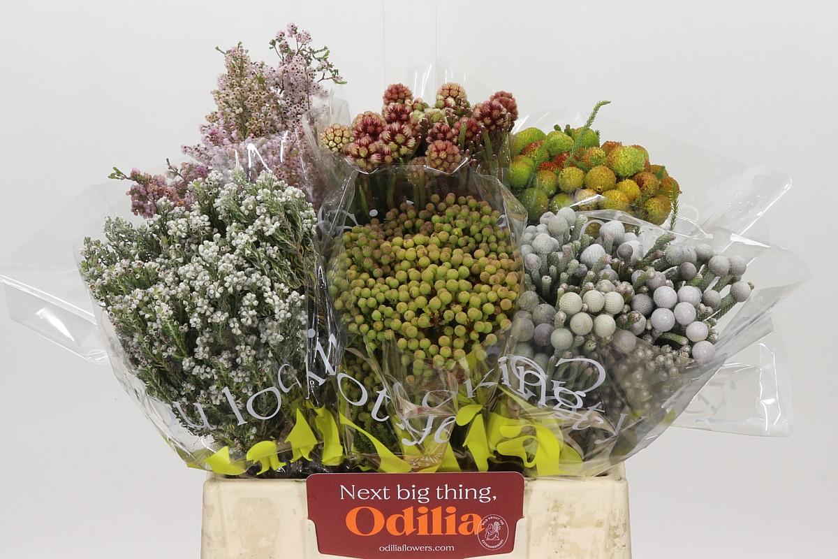 Kaaps Groen Mix In Emmer