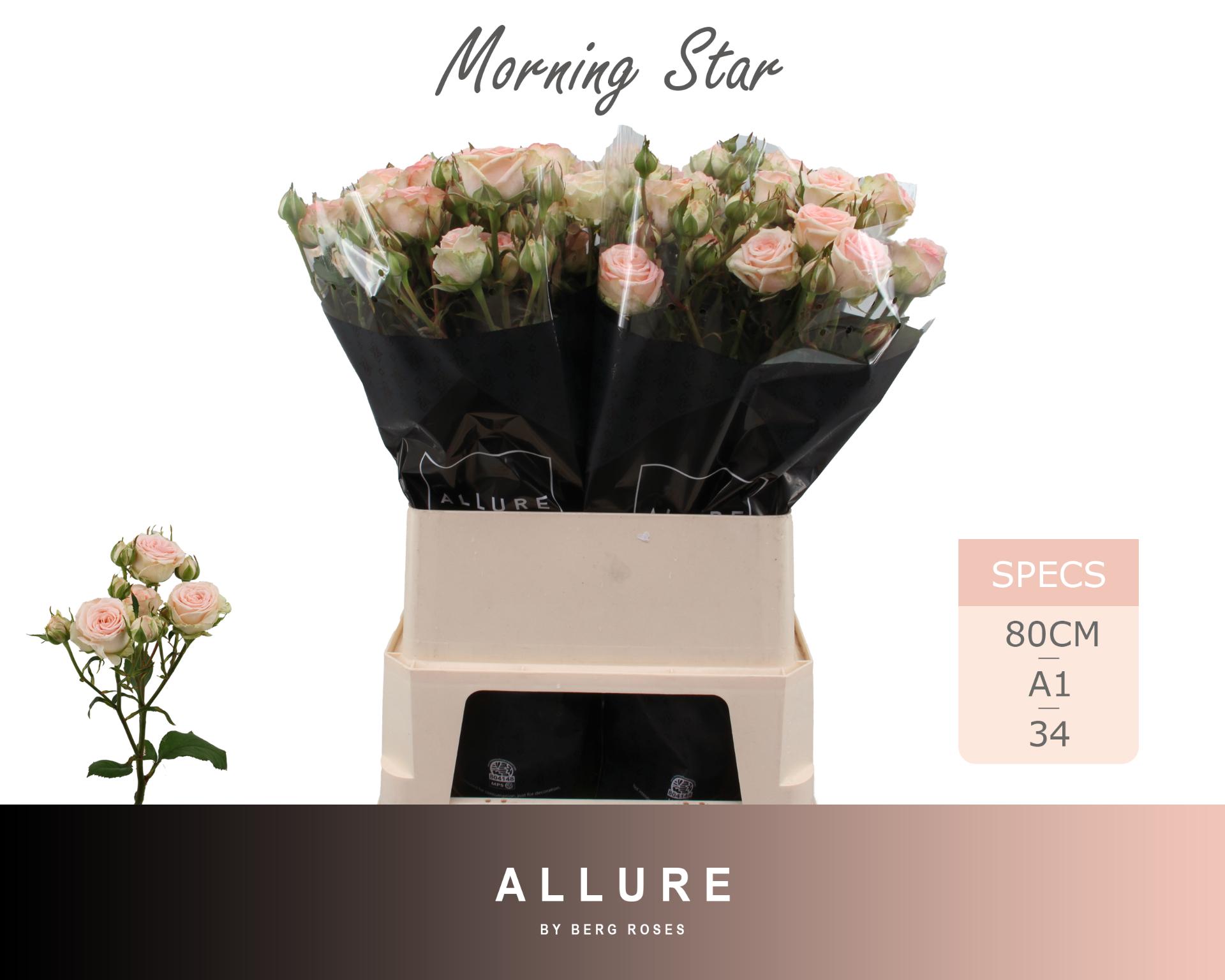 Rosa Spr Morning Star 80cm
