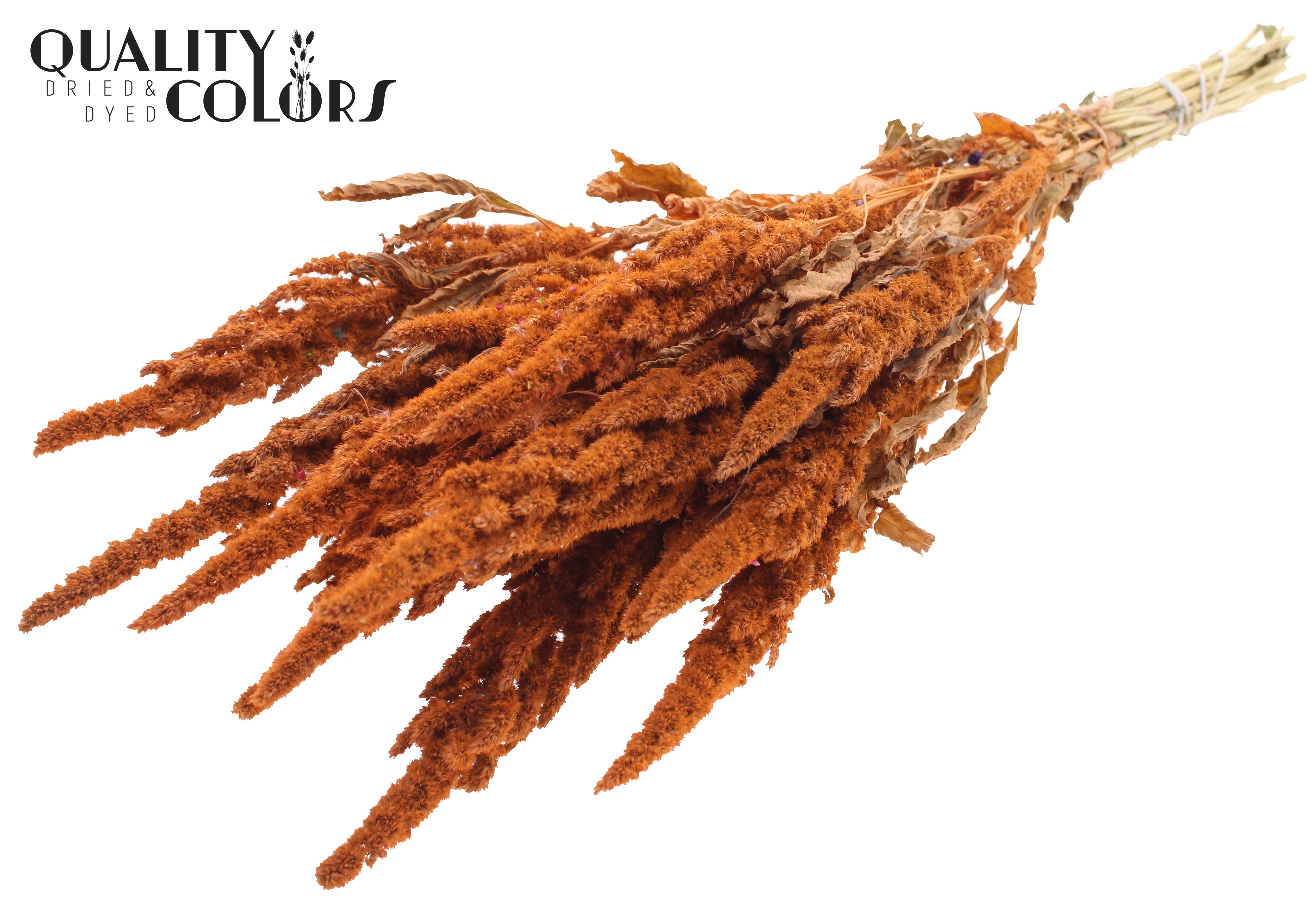 Amaranthus Frosted Salmon Per Bunch 60cm