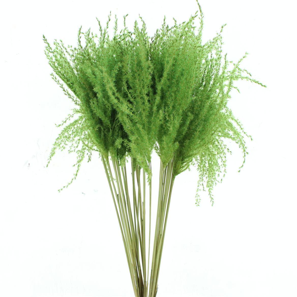Dried Stipa Feather Apple Green