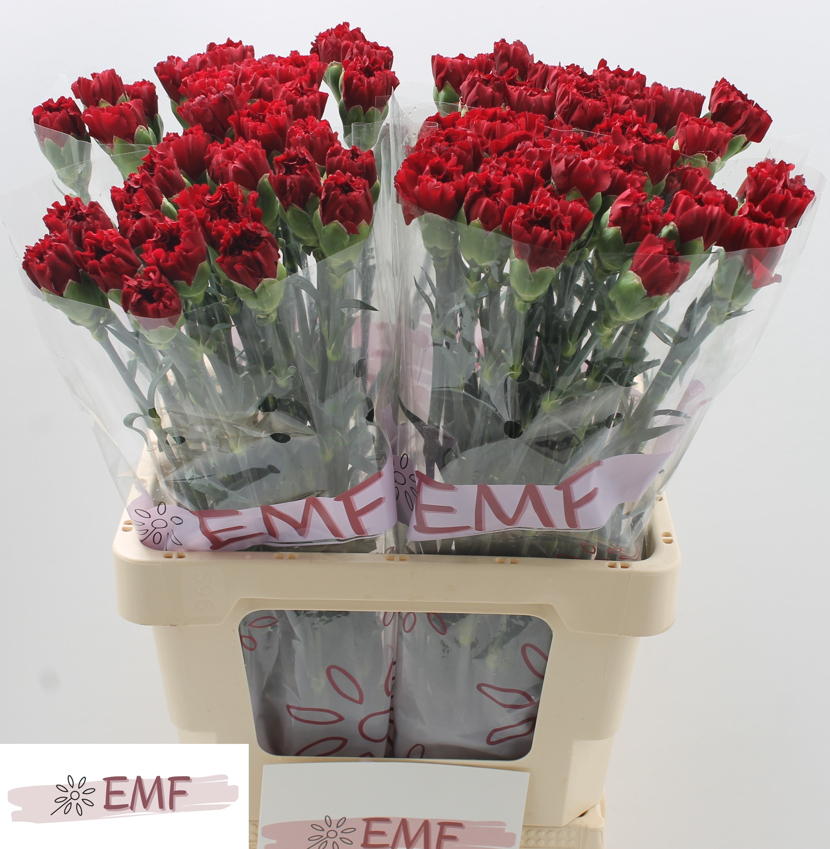 Dianthus Zurigo 60cm