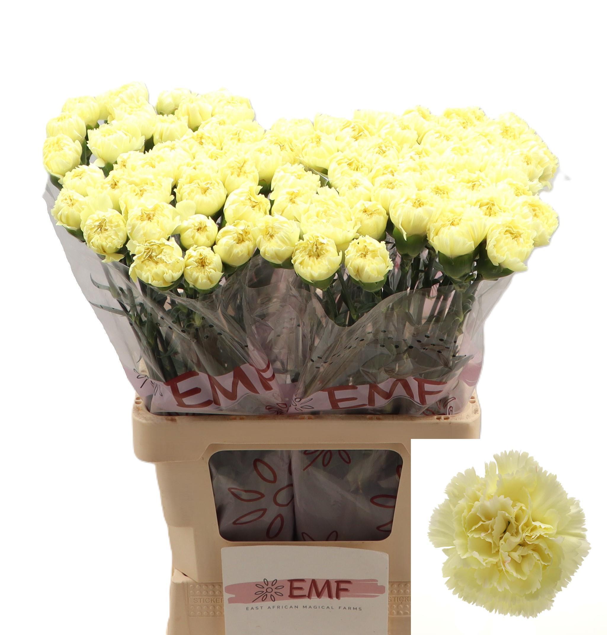 Dianthus Single Luiza 65cm