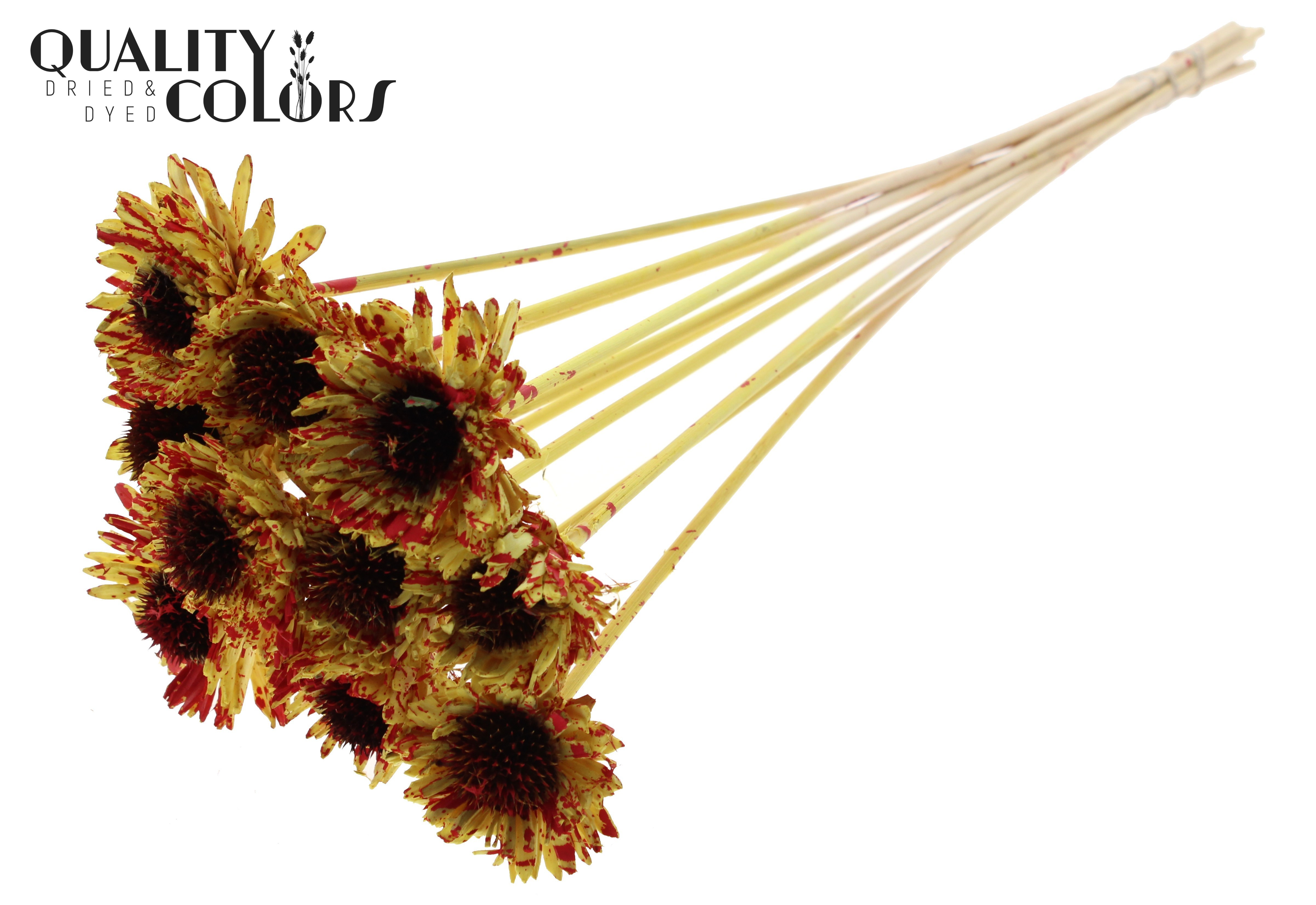 Shola Daisy Sunflower Splashed Yellow Red 50cm