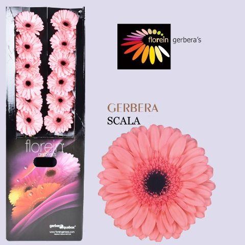 Ge Gr Scala Aquabox 80