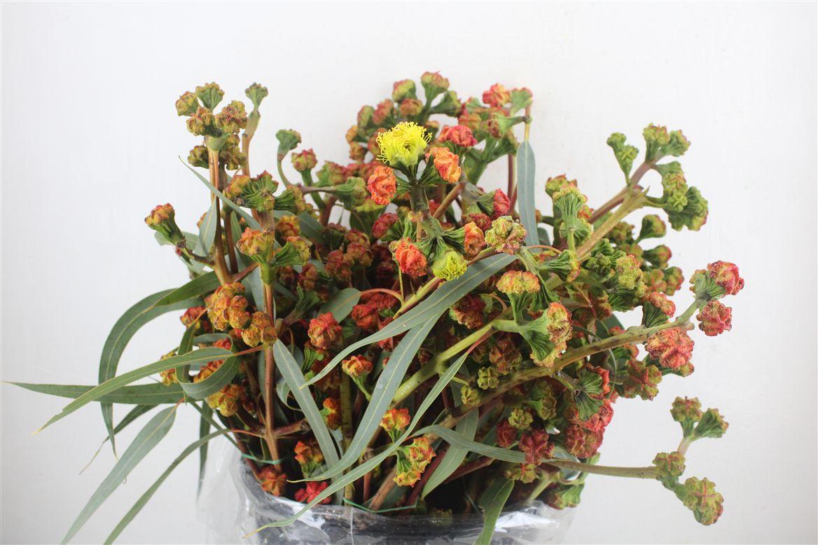 Euca Cardinale P Bunch