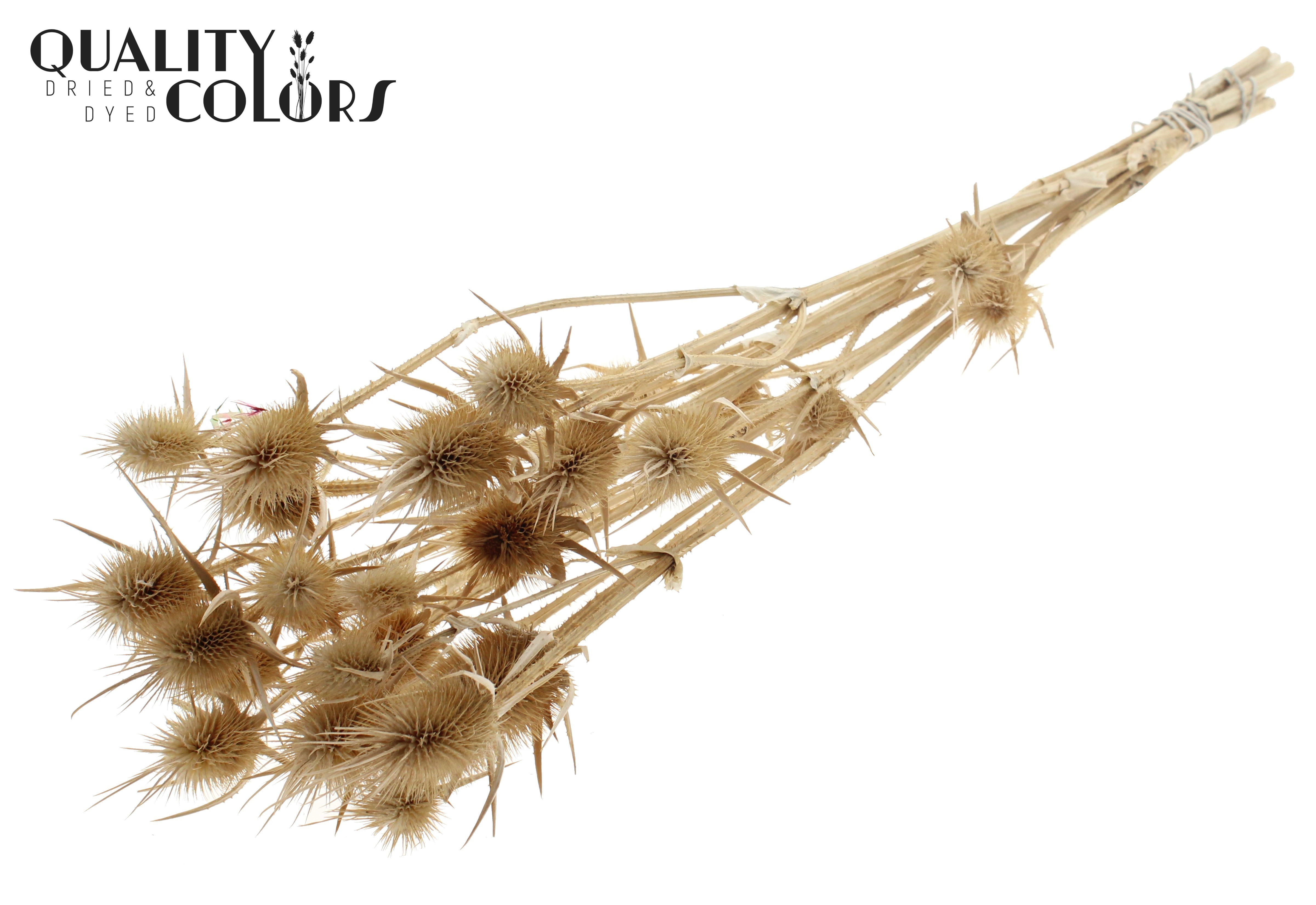 Eryngium Bleached Per Bunch 70cm