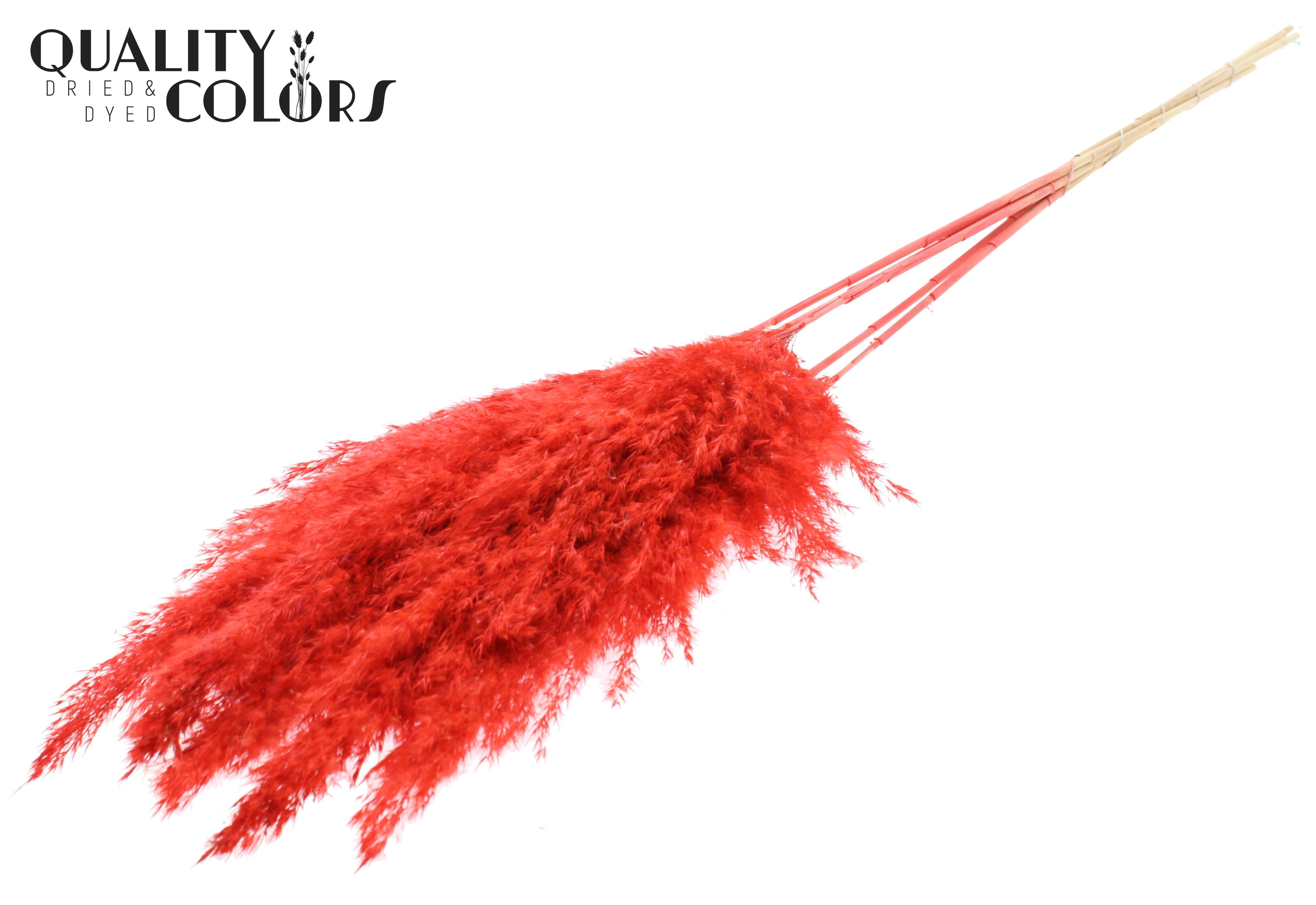 Pampas Grass Coral Per Bunch 100cm