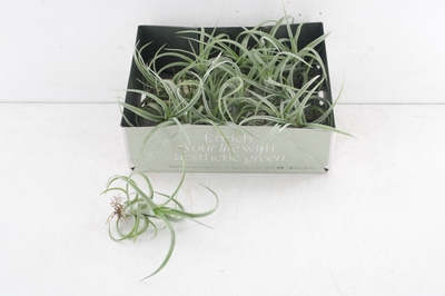 Arr3 Cp Tillandsia Curly Slim