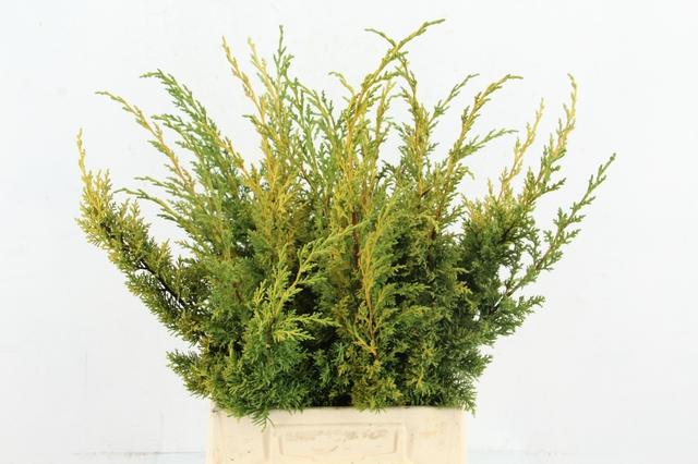 Taxus Baccata Fastigiata Aurea 50cm