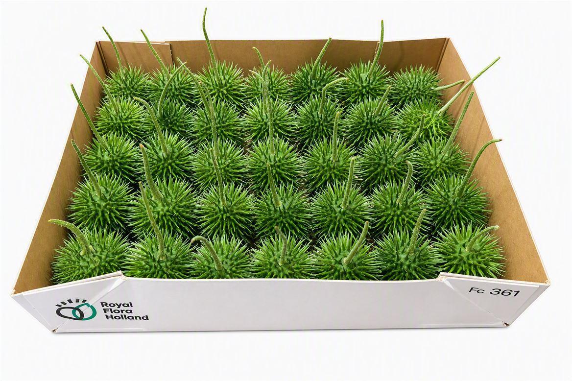 Sier Cucumis Egel L Holl X30