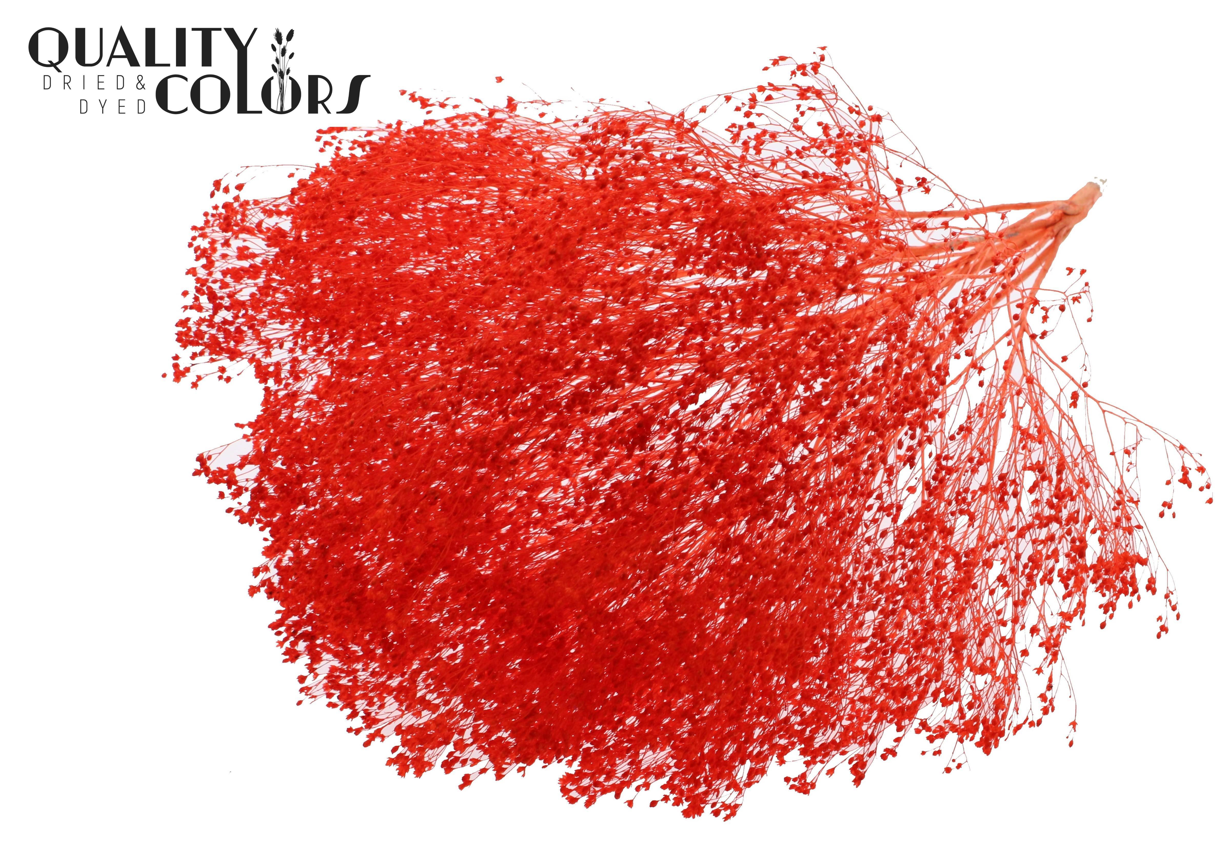 Broom Bloom Coral Per Bunch 50cm