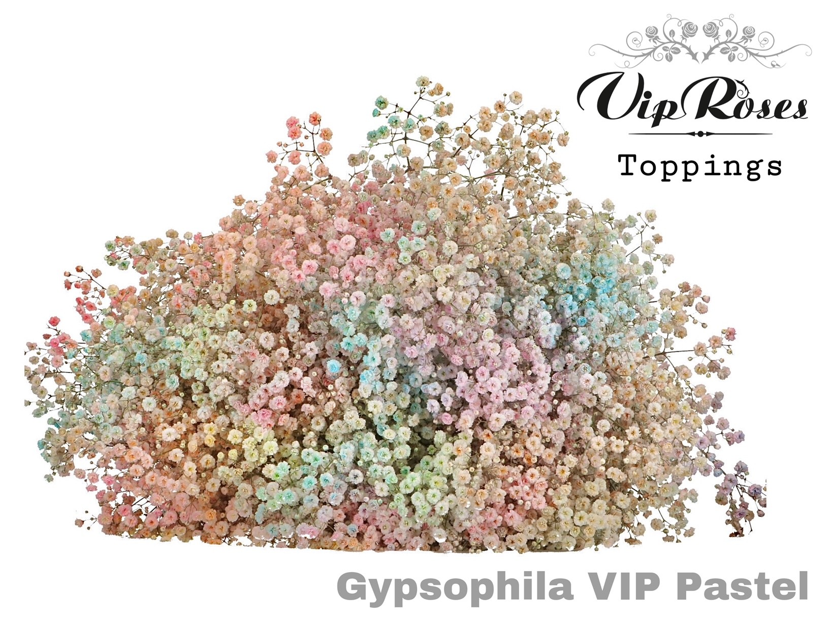Gyps Pa Vip Pastel Mix 80 cm