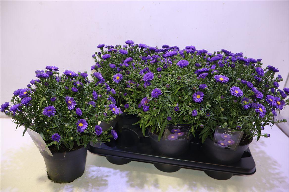 Aster D Blue Lapis