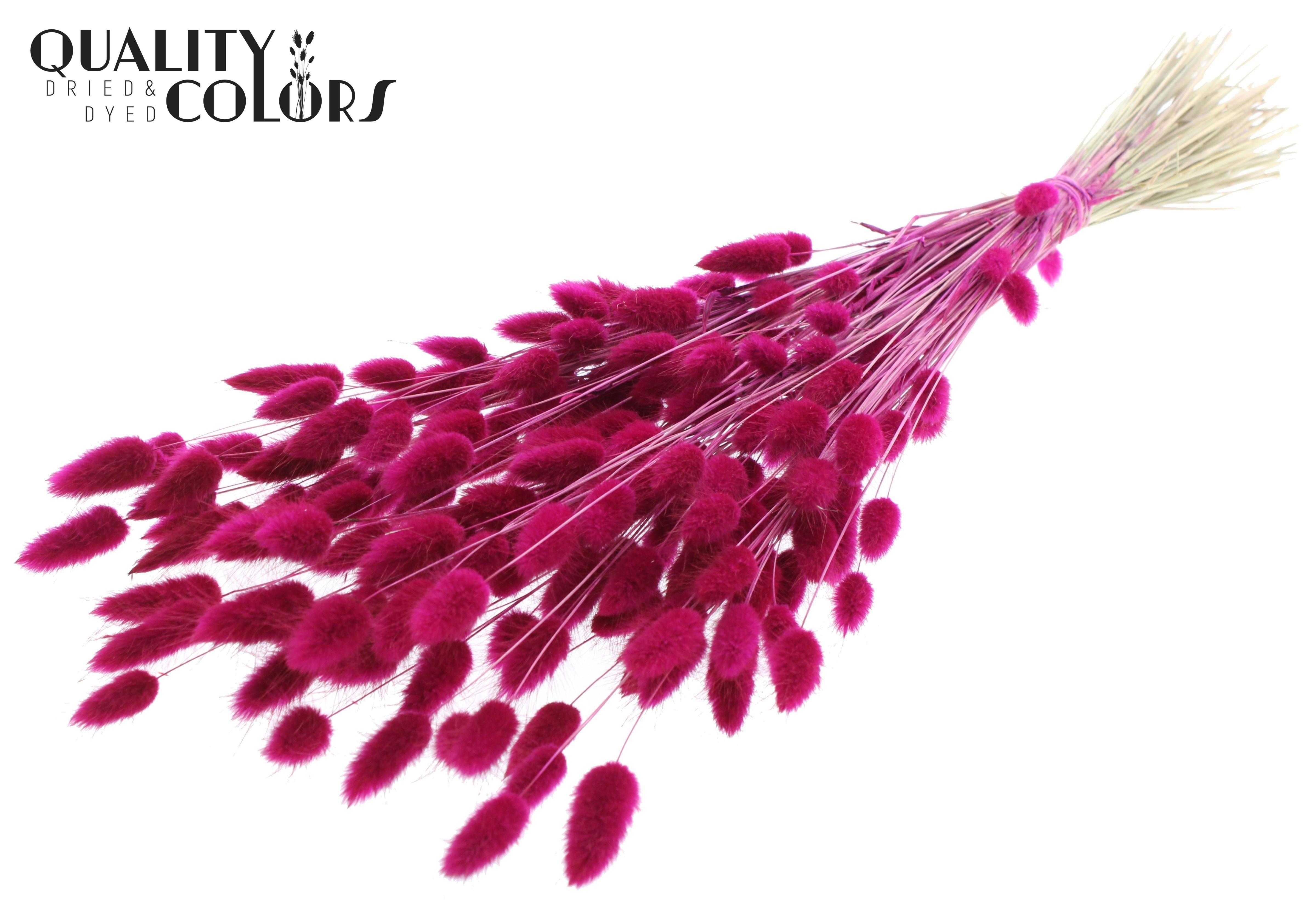 Lagurus Lilac Per Bunch 70cm