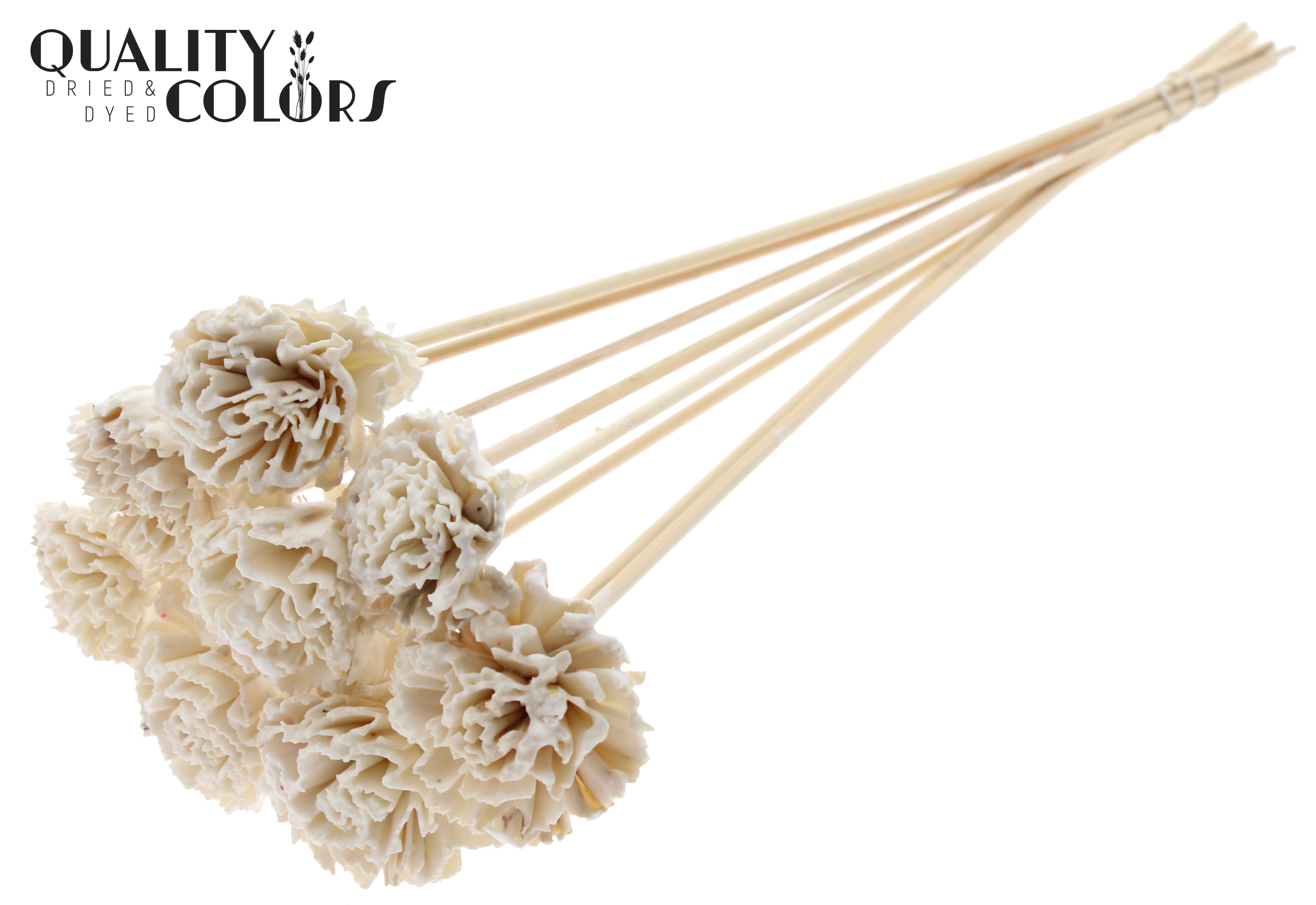 Shola Karnish Flower Wax White 50cm