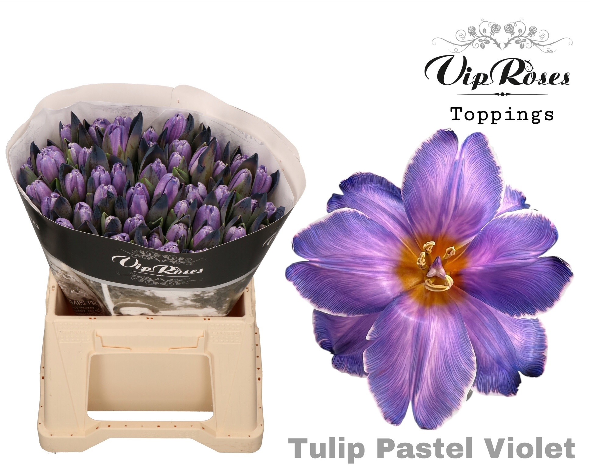 Tulipa Vip Pastel Violet 40cm 38gram