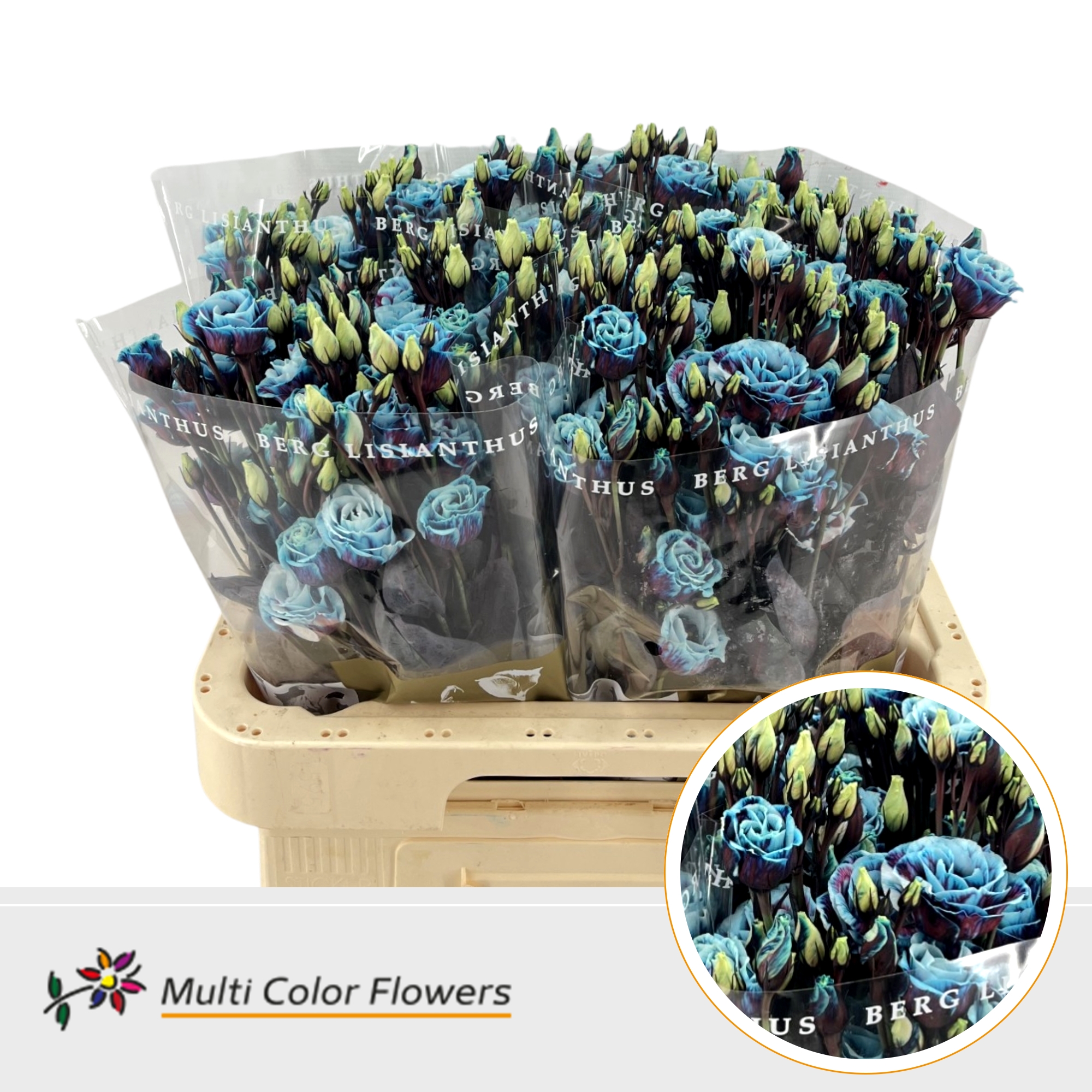 Eustoma Double Painted Terra Blue 60cm