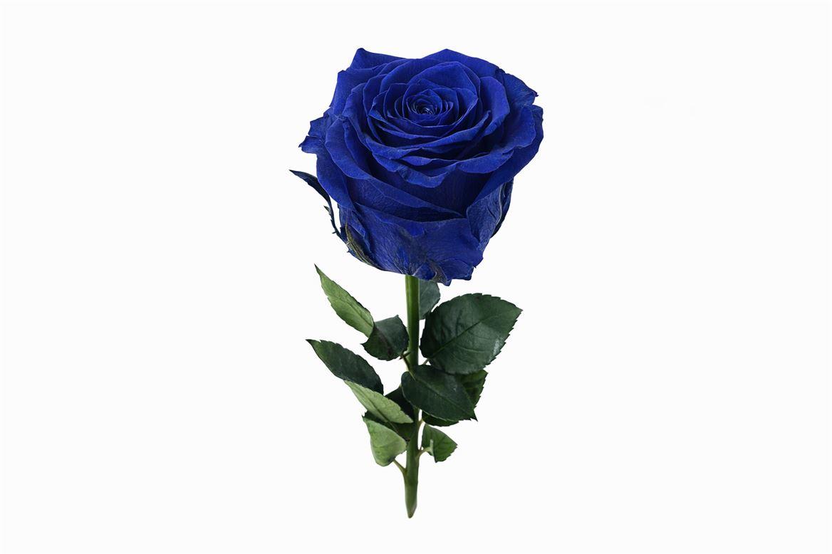 Ro Pres Stem 50cm Blue