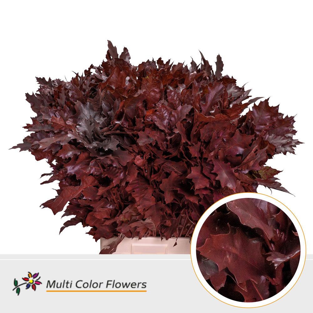 Quercus Rubra Painted Bordeaux 80cm