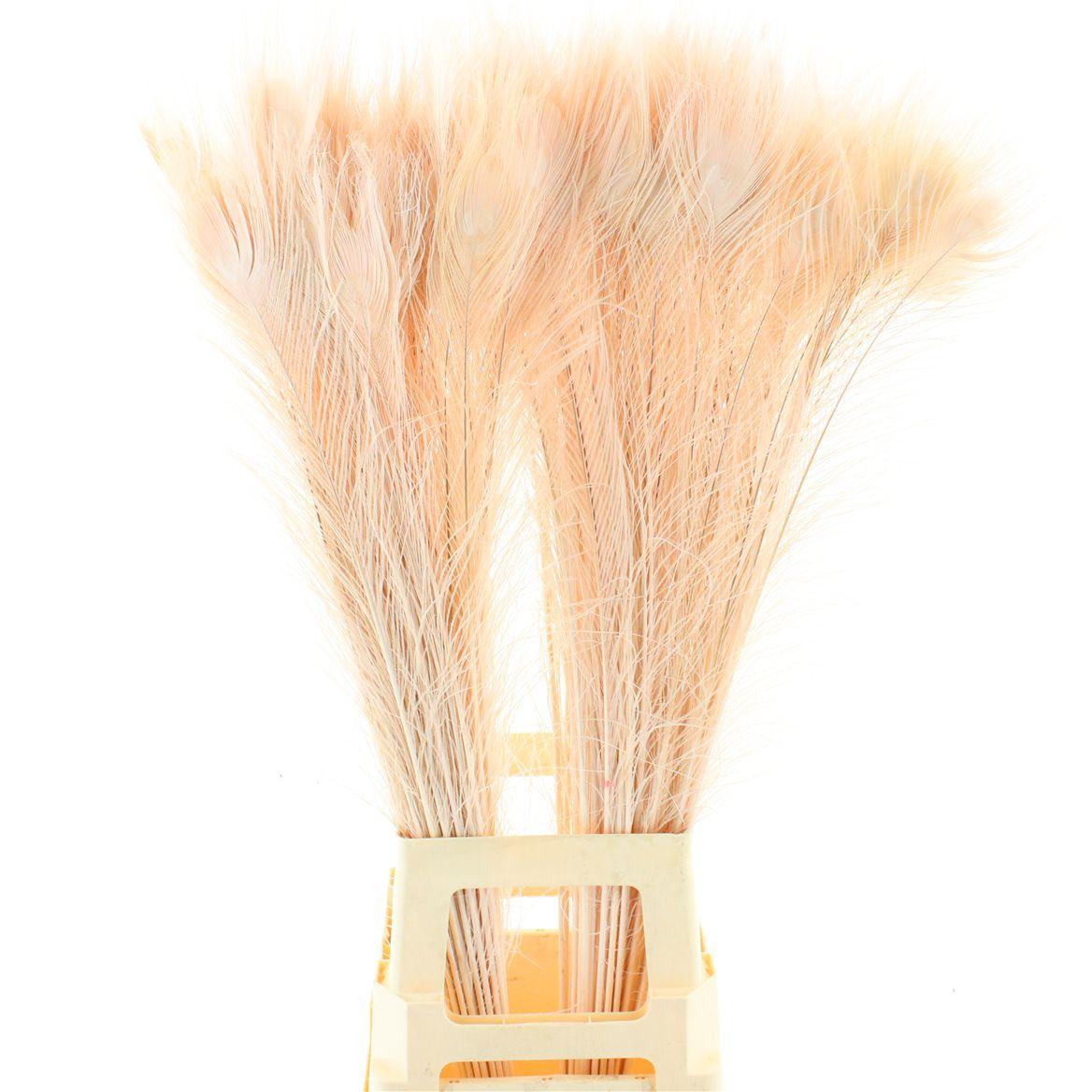 Pauwenveren Klb Light Pink