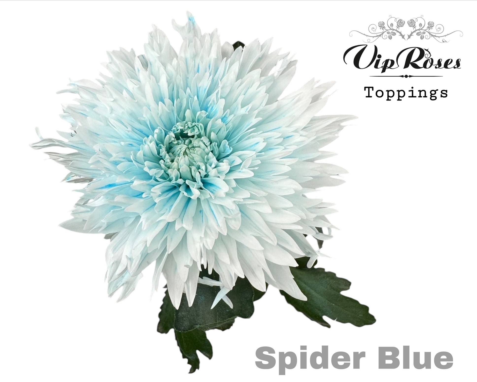 Chr G Spider Blue 70 cm