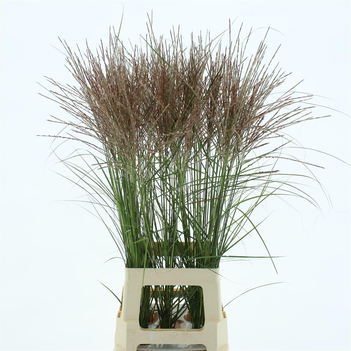Miscanthus Rotfeder