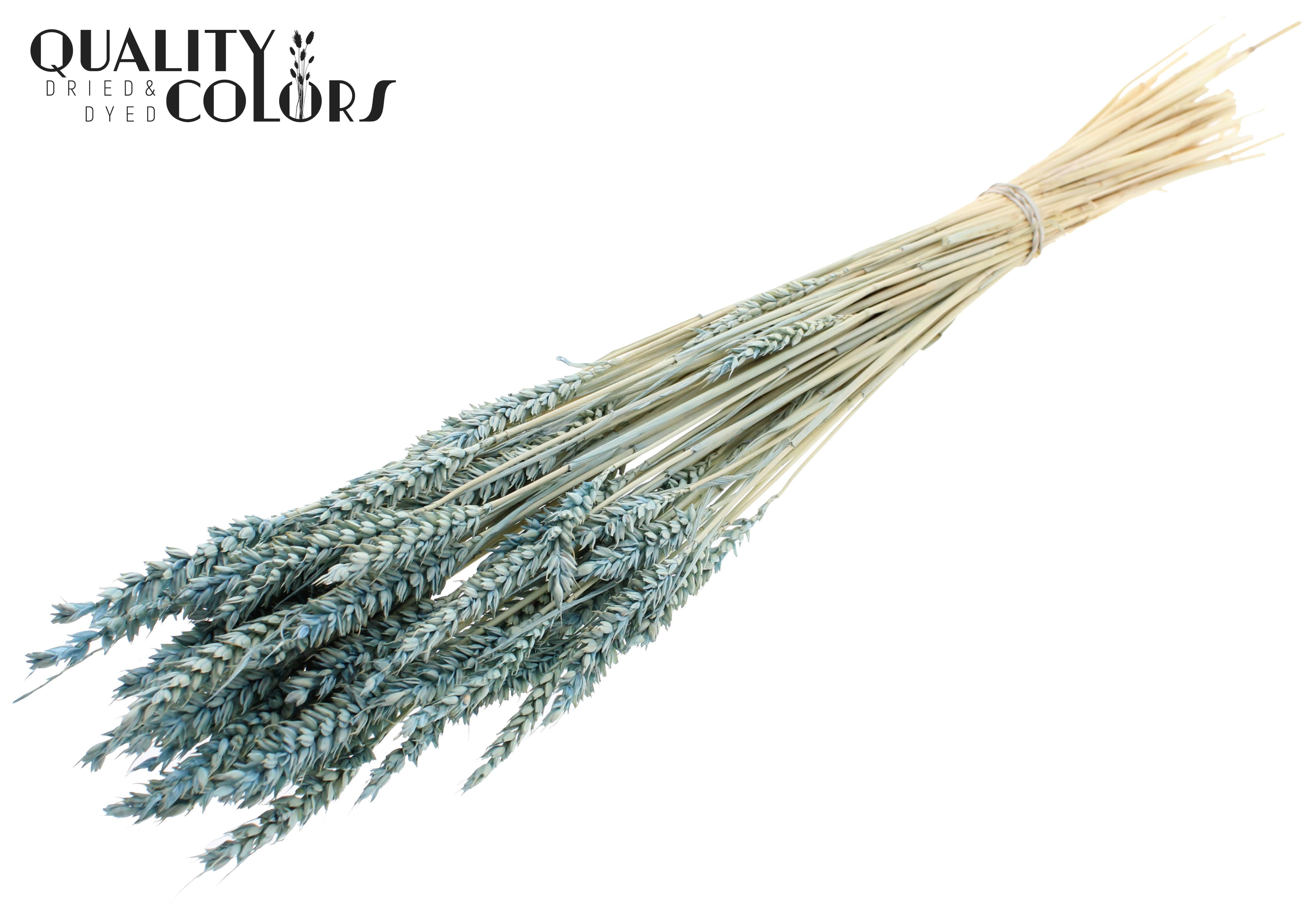 Triticum Intense Frosted Light Blue Per Bunch 60cm