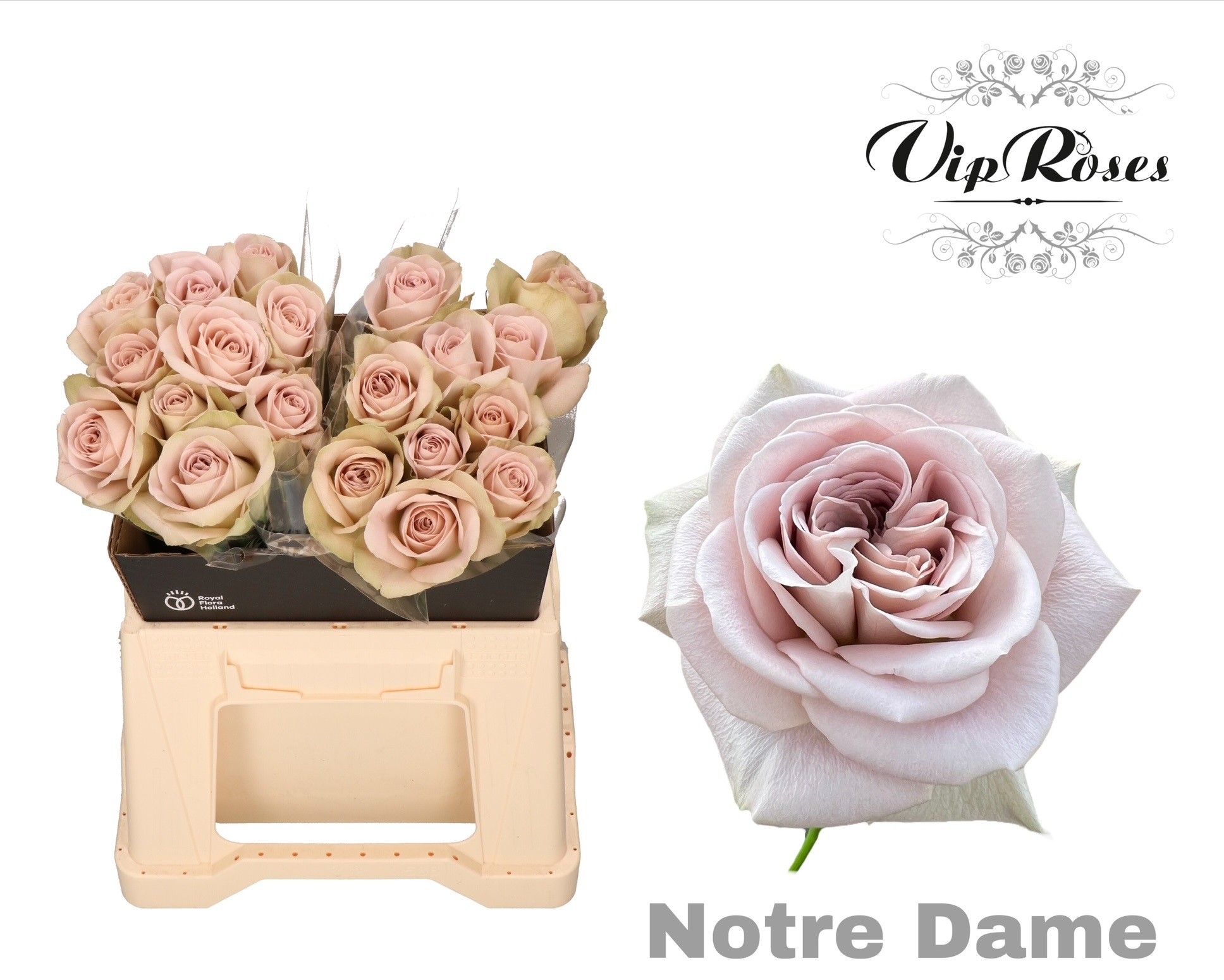R Gr Notre Dame+ X20 40 cm