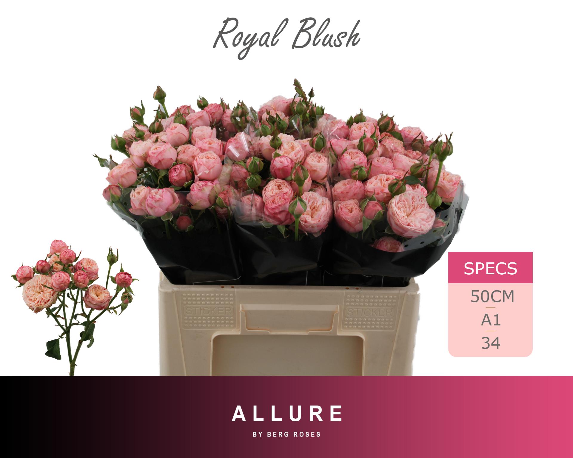 Rosa Spr Royal Blush 50cm