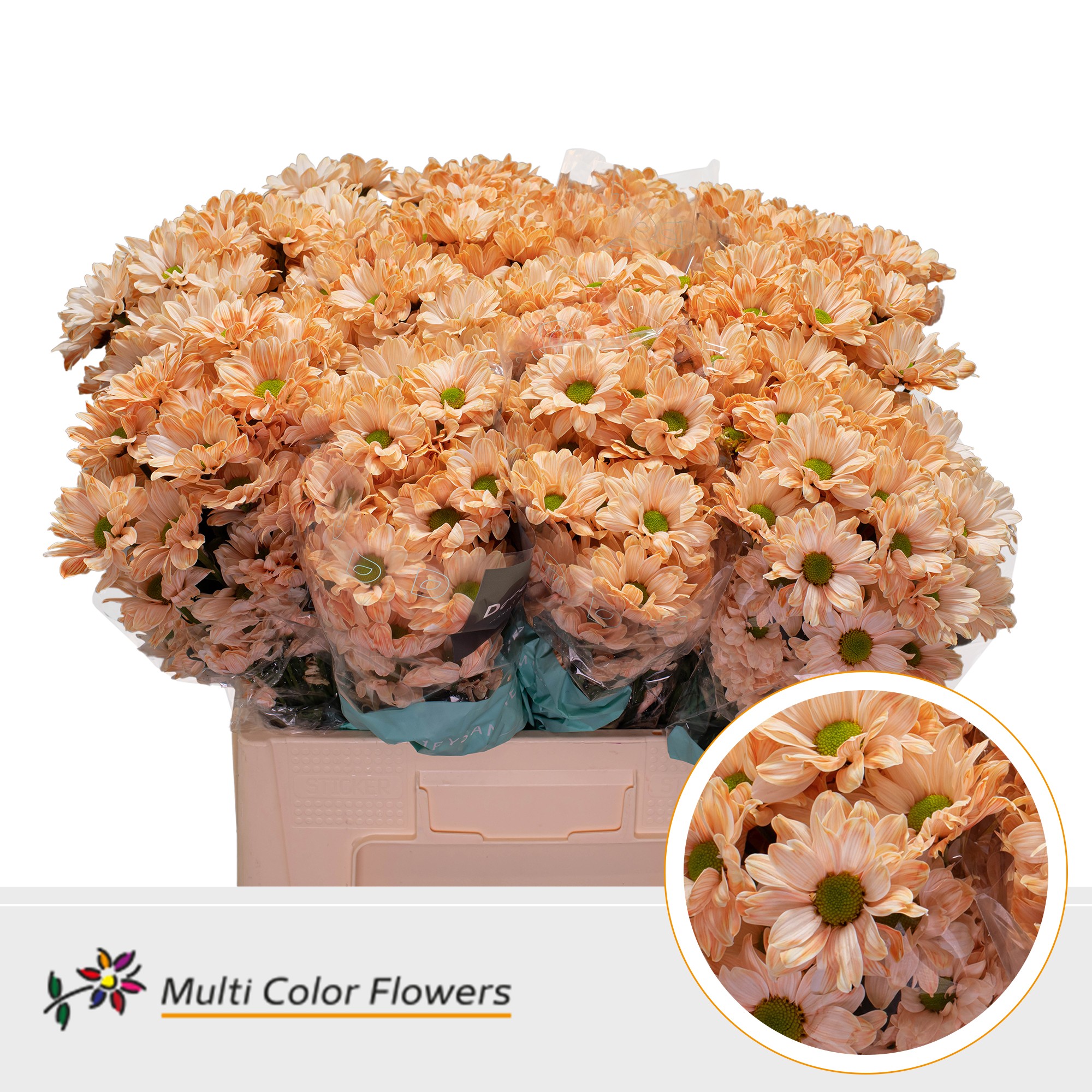 Chrysanth Spray Painted Kennedy Apricot 60cm
